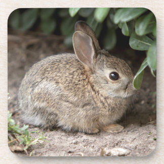 Square Bunny Coaster