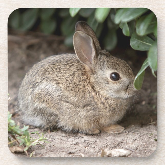 Square Bunny Coaster (Front)