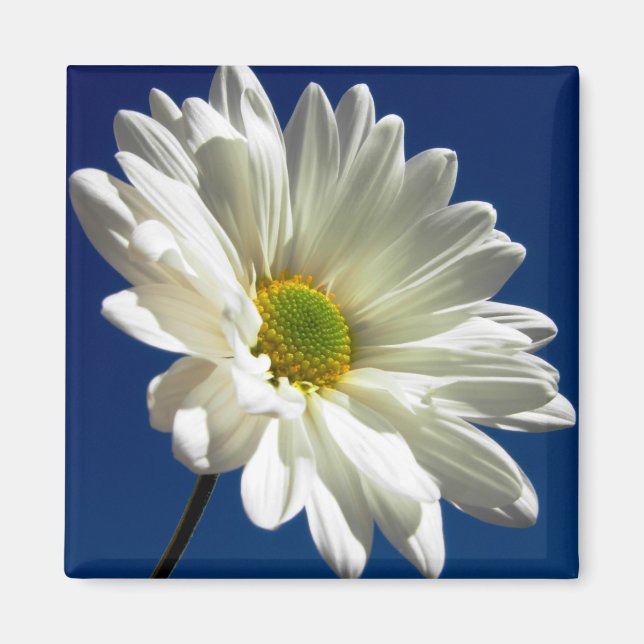 Square Daisy Magnet (Front)