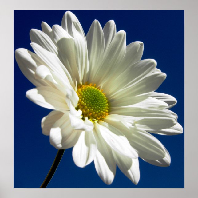 Square Daisy Poster (Front)