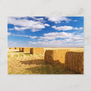 Square Hay Bales Postcard