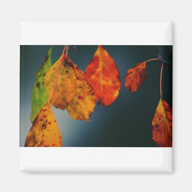 Square Magnet (Front)