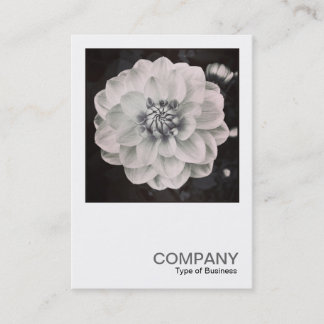 Square Photo 0460 - Chrysanthemum Business Card