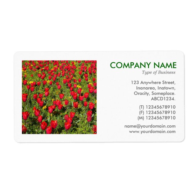Square Photo - Bed of Tulips (Front)