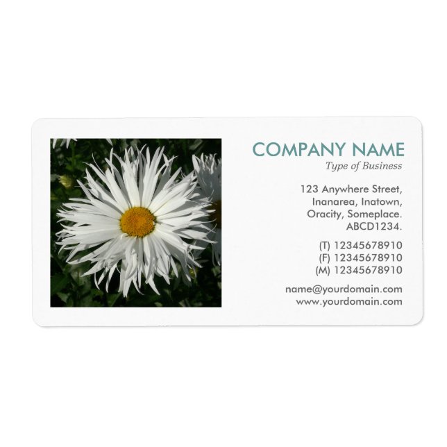 Square Photo - Candytuft Daisy (Front)