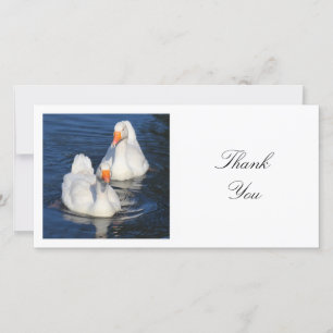 Square Photo - Emden Geese Thank You Card