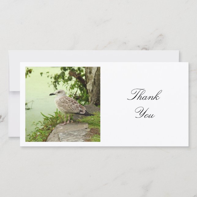 Square Photo - Gull Thank You Card (Front)