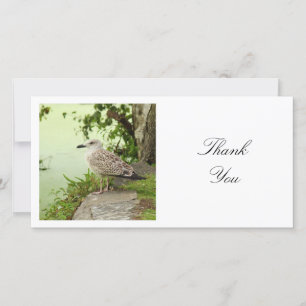 Square Photo - Gull Thank You Card
