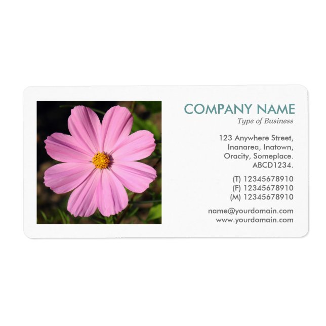 Square Photo - Pink Cosmos (Front)
