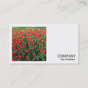 Square Photo (v2) - Bed of Red Tulips 01 Business Card