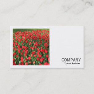 Square Photo (v2) - Bed of Red Tulips 02 Business Card