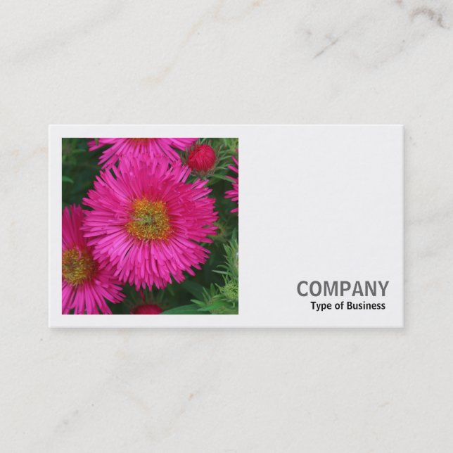 Square Photo (v2) - Michaelmas Daisies 03 Business Card (Front)
