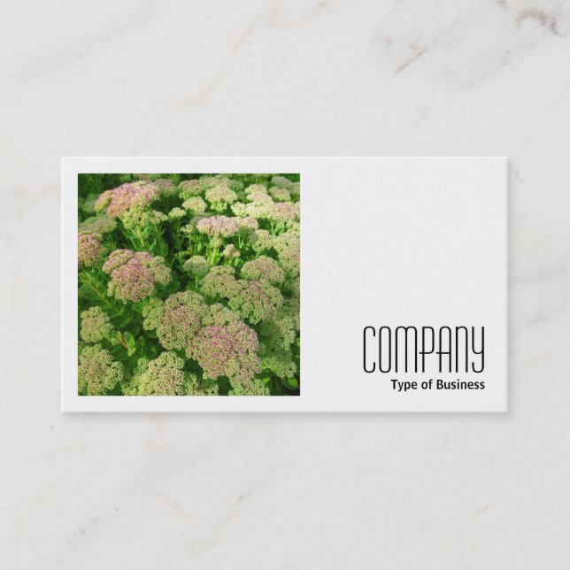 Square Photo (v2) - Sedum "Autumn Joy" Business Card (Front)