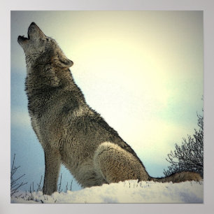 Square Posters - Howling Wolf Poster Print