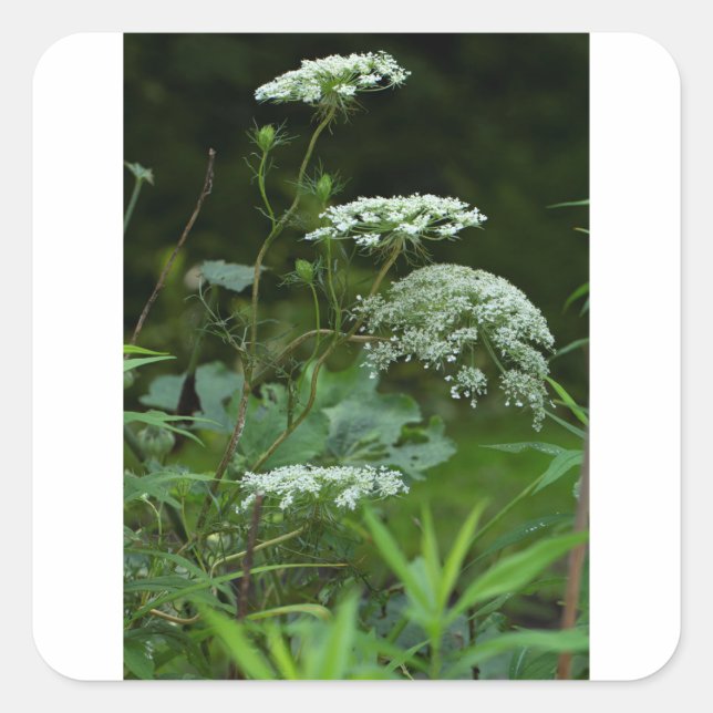 square sticker template (Front)