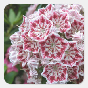 Square sticker with pink and white mountain laurel