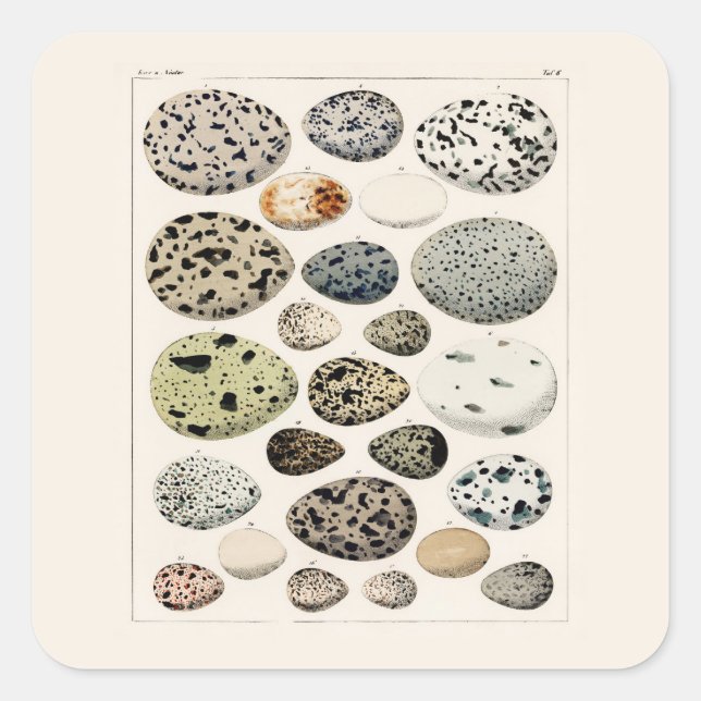 SQUARE STICKER WITH VINTAGE "BIRDS EGGS " CHART (Front)