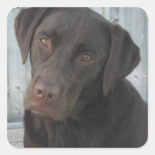 Square Stickers - Chocolate Lab