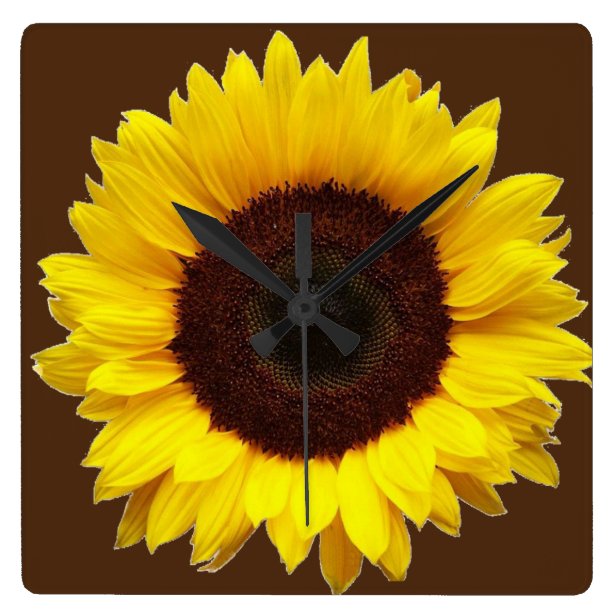 Sunflower Wall Clocks Zazzle UK