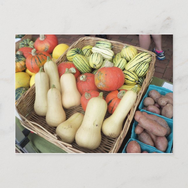 Squash Assortment Postcard (Front)