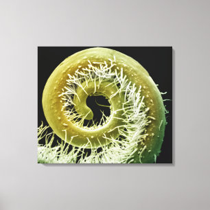 Squash Plant Tendril Canvas Print