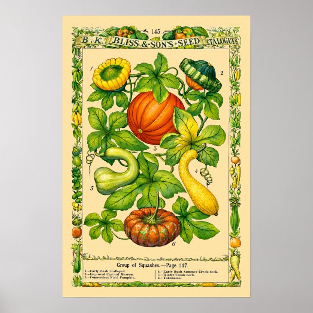 Squash Retro Victorian Era Botanical Art Poster (Front)