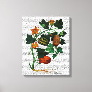 Squash Vine 1 Canvas Print