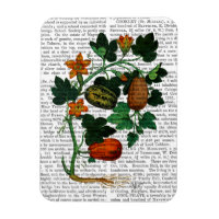 Squash Vine 1