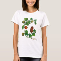 Squash Vine 3
