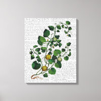 Squash Vine 4
