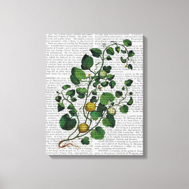 Squash Vine 4 Canvas Print (Front)