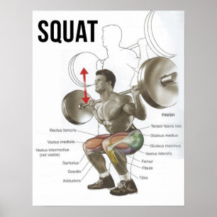 Squat - Muscle Diagram - Anatomy Chart