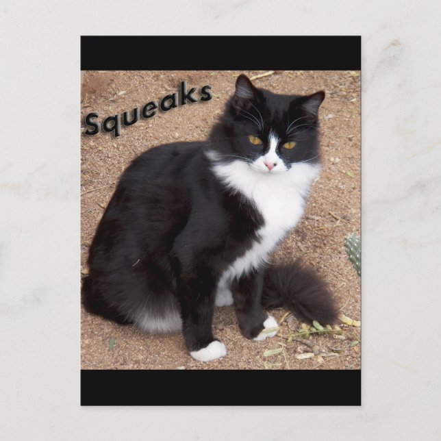 Squeaks Postcard (Front)