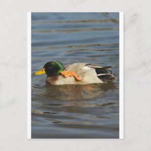 Squeaky Postcard