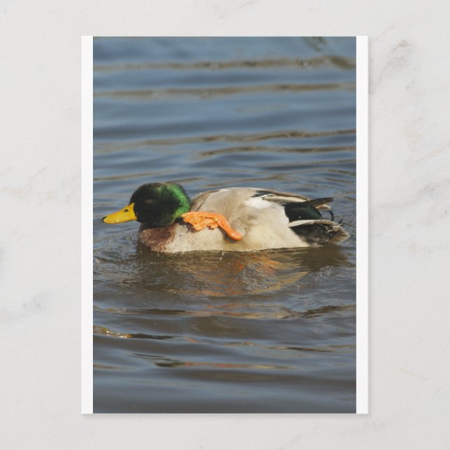 Squeaky Postcard (Front)