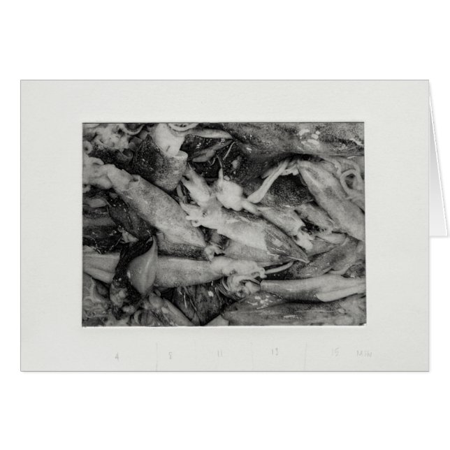 Squid (Front Horizontal)