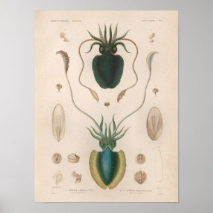 Squid Blue Vintage Sea Creatures Art Print