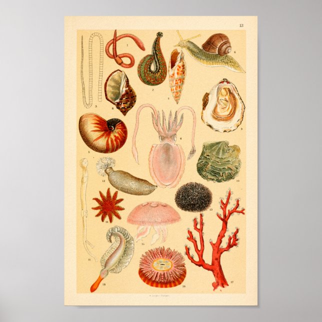 Squid Jellyfish Sea Life Collection Art Print (Front)