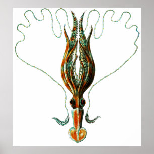 Squid, Long Armed Stylised Poster