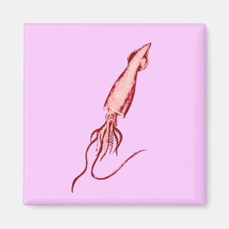 squid magnet