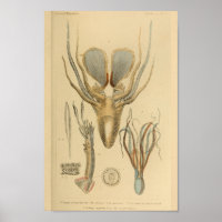 Squid Octopus Cephalopod Sea Creatures Art Print