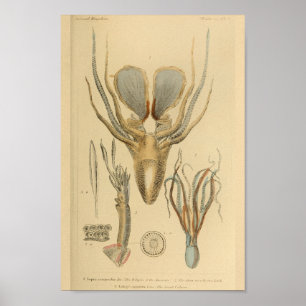 Squid Octopus Cephalopod Sea Creatures Art Print