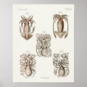Squid Octopus Cephalopod Sea Creatures Art Print