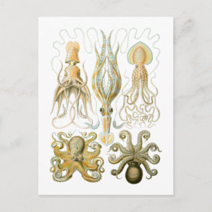 Squid & Octopus Postcard