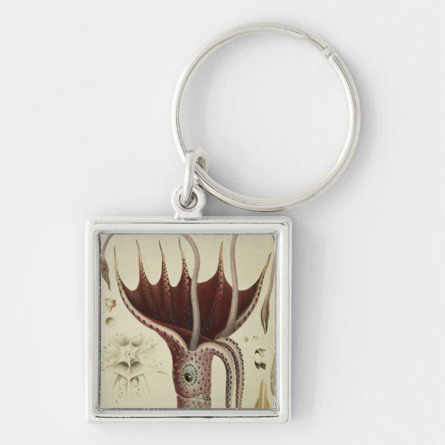 Squid, Pl.2 from 'Histoire Naturelle Key Ring (Front)