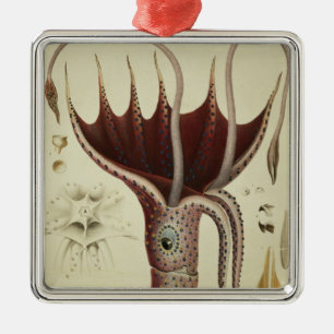 Squid, Pl.2 from 'Histoire Naturelle Metal Tree Decoration