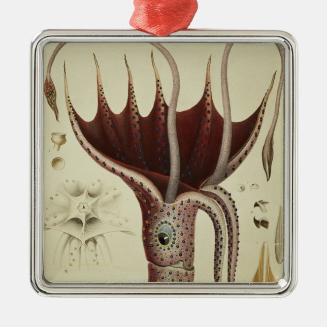Squid, Pl.2 from 'Histoire Naturelle Metal Tree Decoration (Front)