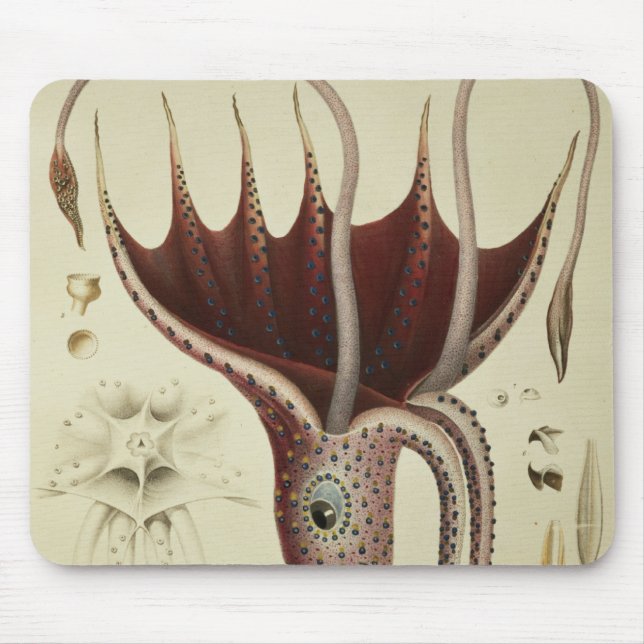 Squid, Pl.2 from 'Histoire Naturelle Mouse Mat (Front)