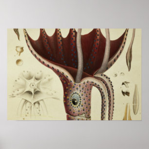 Squid, Pl.2 from 'Histoire Naturelle Poster