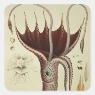 Squid, Pl.2 from 'Histoire Naturelle Square Sticker